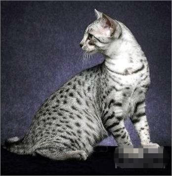 水陶瓷工最合适的宠物猫：埃及猫