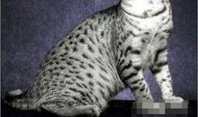 水瓶座最适合的宠物猫：埃及猫