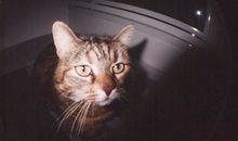 测你的个性有哪些黑暗面