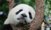 梦见熊猫