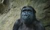 梦见黑猩猩