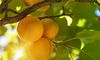 梦见杏子熟了