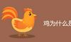 鸡为什么是龙的贵人