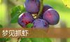 梦见抓虾