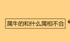 属牛的和什么属相不合