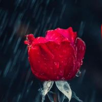 有雨水和勺子的生活是好的。