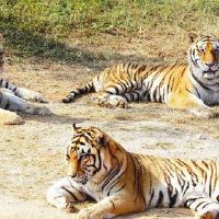 虎男人在74年的第46圈吗？