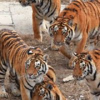 这是在虎的第74岁的时候更幸福吗？