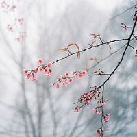 Tenhae素食的力量，长期素食的好处