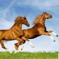 属马的发财城市，属马人的利财在什么方位