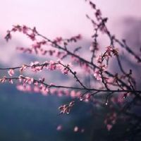 2022年老虎年度虎年春天的习俗是什么？