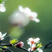 旺桃花运的风水布局方法 花瓶布局促桃花