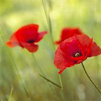 2022寅寅3月15日剪头发是好的吗？它是黄道姬日本吗？