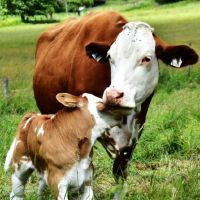 这是一个注定在公牛中的情人的情人节。