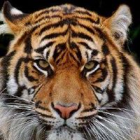 Suimifeng Zodiac Tiger 2022年运营和工程全版2022虎年工作详细