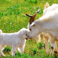 像女孩这样的男人的特征是什么？