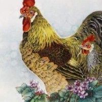 像鸡一样的男人的特征是什么？