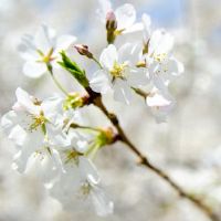 2022本命年从什么时候开始算 属虎人本命年从立春开始