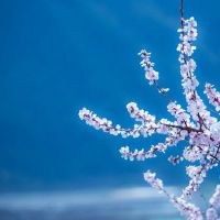 本命年送什么礼物好 男士虎年