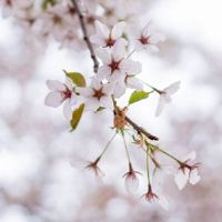 2022本命年佩戴什么转运和消灾 属虎女佩戴玛瑙鸿运当头