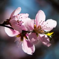 本命年属相相冲怎么办 属虎人戴黑曜石调节属相相冲