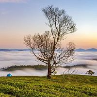 八个字符流2022寅年分析