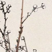 2022年4月26日出生的女宝宝名字合集 属虎取名寓意旺财