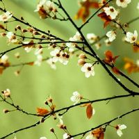 本命年什么属相可以戴本生肖 本命年戴相合生肖能提好运