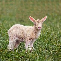 这是一只穿着最强大的羊，葫芦水晶是第一个选择。