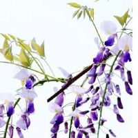 大年初一为什么不能杀生 见血不吉影响喜气