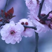 2022年本命年属虎带什么好 虎眼石让属虎人聚财转运