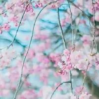 生肖鼠逢虎年2022运势如何 财运扭转会发财