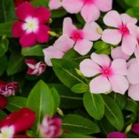 你养了长春天的花朵吗？长春花好吗？