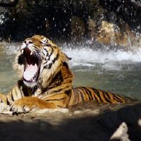 老虎年度人的婚姻是什么？谁是最好的婚礼协会？