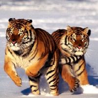 猴子遇到了如何在老虎年度在2022年内搬迁