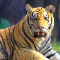 在2022年，猪是一件红色的衣服。