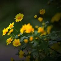 如何获得猪生来的女婴的名字