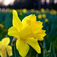 阳光向上的英文名男生