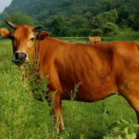 2021牛年犯太岁的属相有哪些