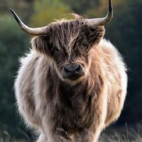 屠宰的标志是什么？