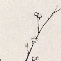 1987年属兔人如何选车牌号 吉祥号码选择秘籍