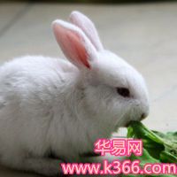 梦想兔子跑进了房子里