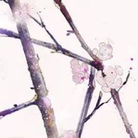 房间放什么花招桃花运 牡丹标志爱情之花