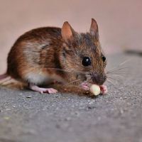 鼠标2022中的高贵人是什么？