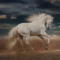 2014年盛子马的财富财富