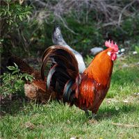 1981年，一只鸡肉41岁。