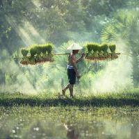 一只绵羊出生于5月1日，5月1日劳动节好吗？