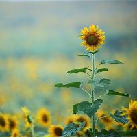 2022年4月14日农历年4月14日是黄岛吉日本？