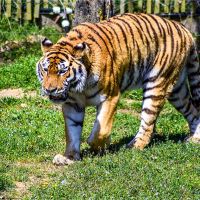 十二生肖人的特征