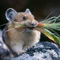 在72R中，2022财年在2022年，鼠标在2022年幸运。